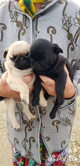 Продам щенков мопса