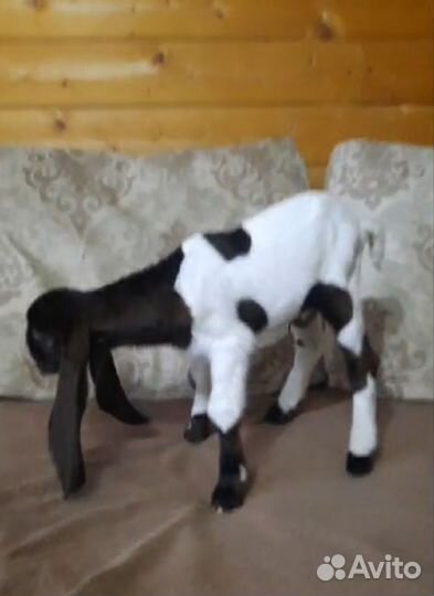 Козлята камори