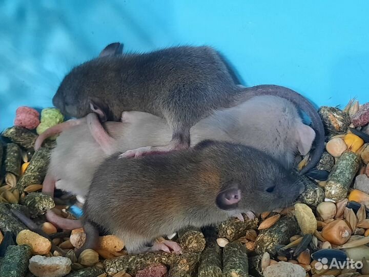 Крысята Агути (3 недели) в подарок на Новый год