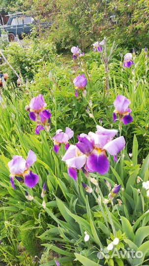 Ирисы бородатые