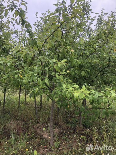 Яблони 10 лет