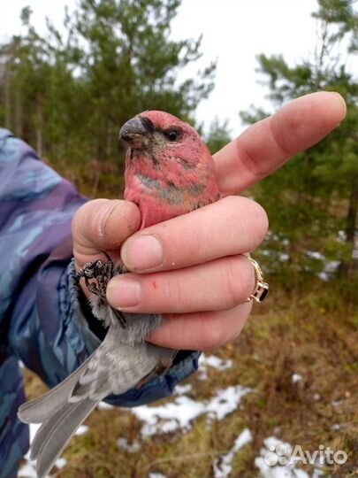 Лесные певчие птицы