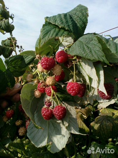 Малина Рассаду на Весну