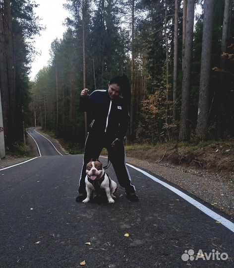 Американский булли