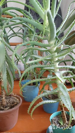 Алоэ столетник