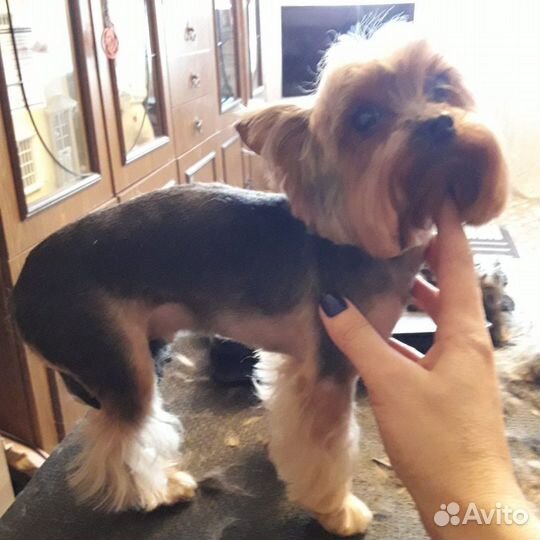 Стрижка кошек и собак. Выезд на дом