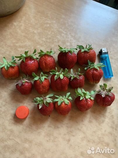 Рассада клубники вьющейся