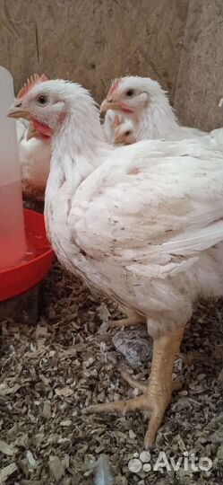 Куры и др. с/х птица
