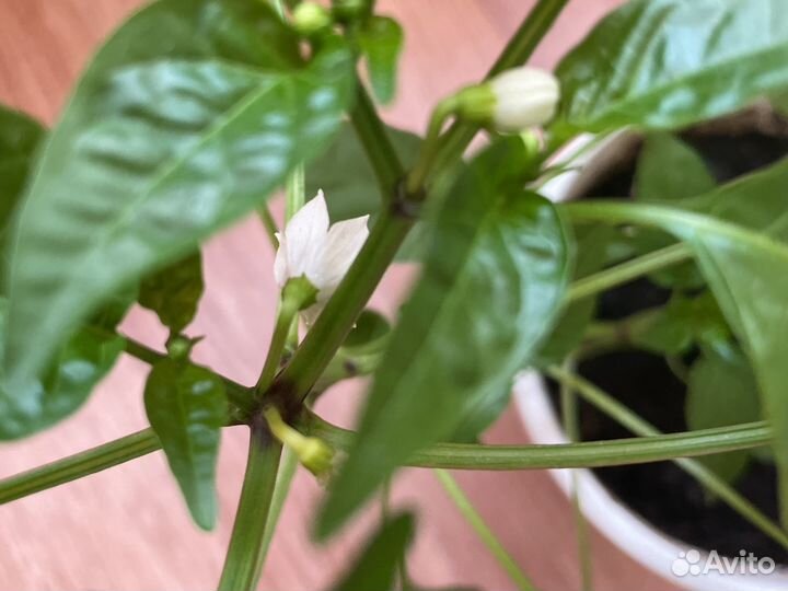 Перец комнатный огонек