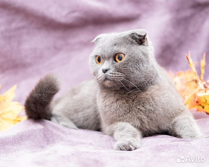 Кошечка вислоухая