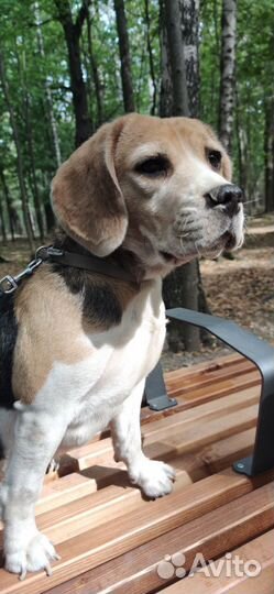 Бигль Собака в добрые руки