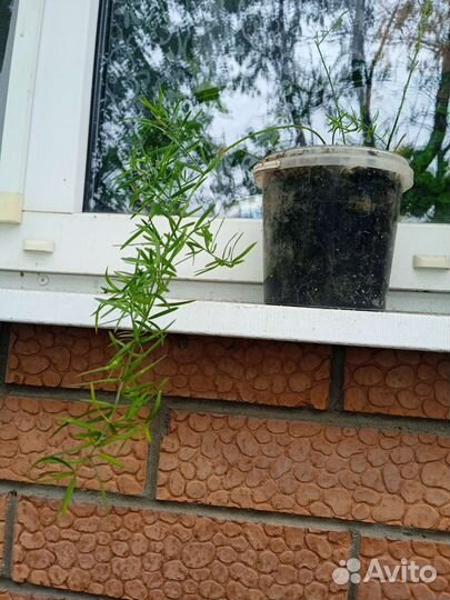 Комнатные цветы