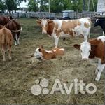 Продаются телки
