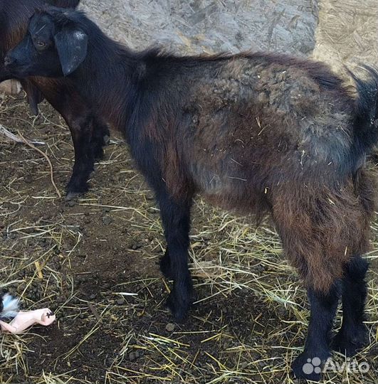 Дойная коза и покрытые козы