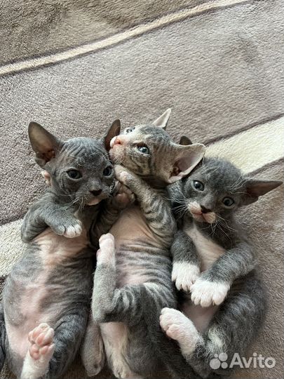 Котенок помесь сфинкс