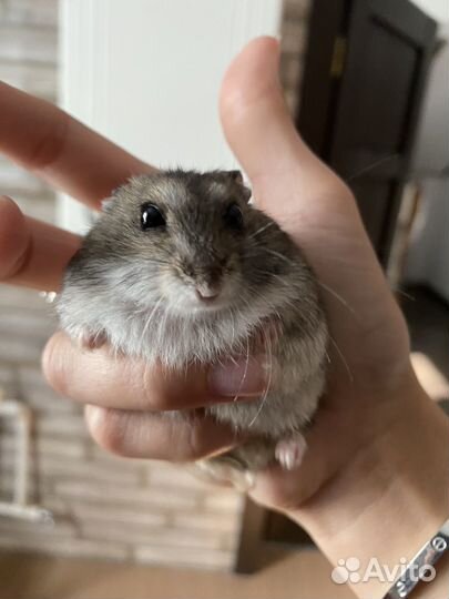 Хомяк с клеткой