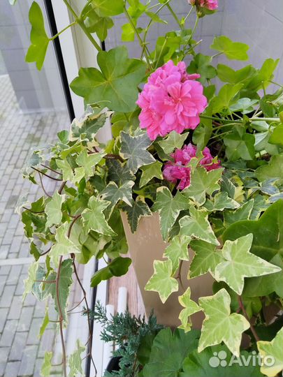 Плющ хедера