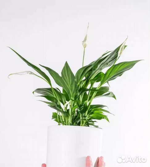 Спатифиллум Замиокулькас