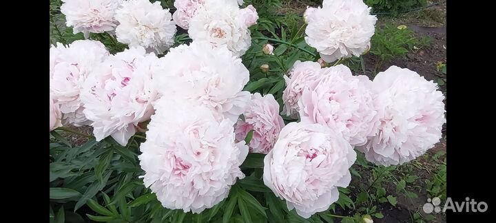 Пионы саженцы Albert Crousse