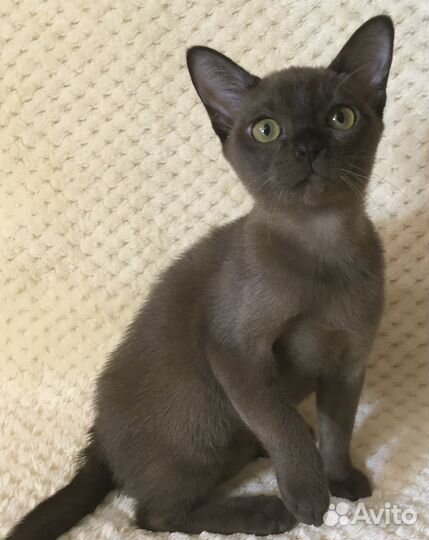 Европейская Бурма - девочка