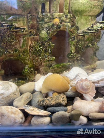 Улитки аквариумные ампулярии