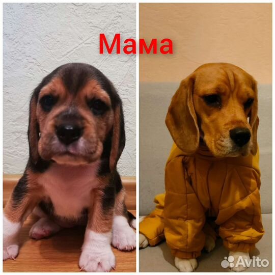 Очаровательные биглята