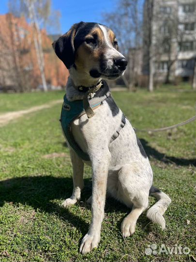 Пойнтер Марта