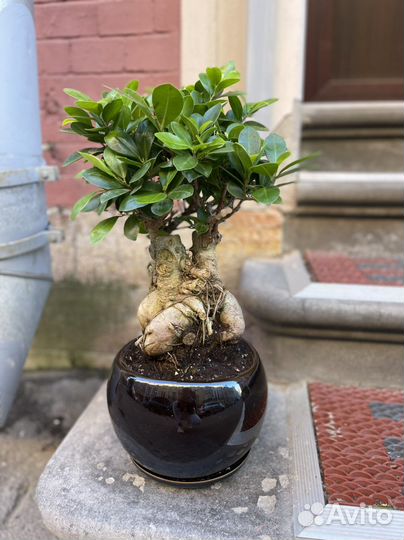 Бонсай в кашпо