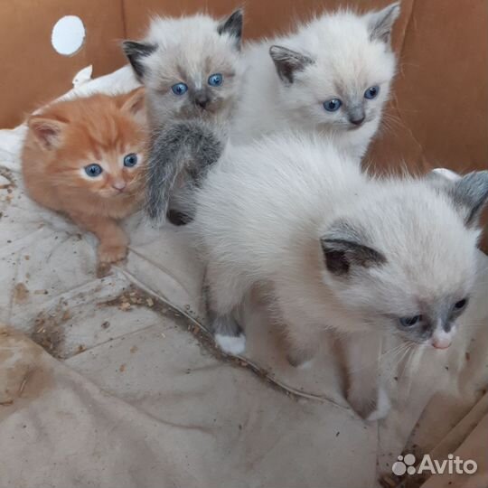Кошка