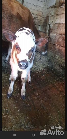 Телочка от джерси