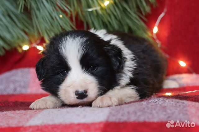 Щенки бордер колли