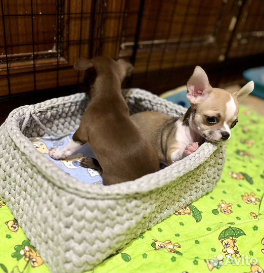 Чишки-мальчишки