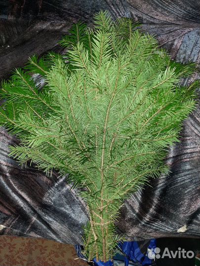 Веник пихтовый