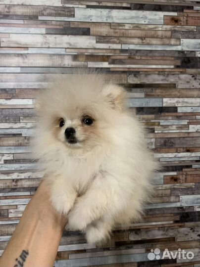 Щенки шпица мини