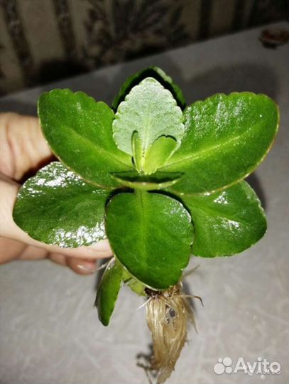 Каланхоэ декоративное отростки с корнями