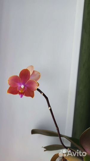 Орхидея фаленопсис