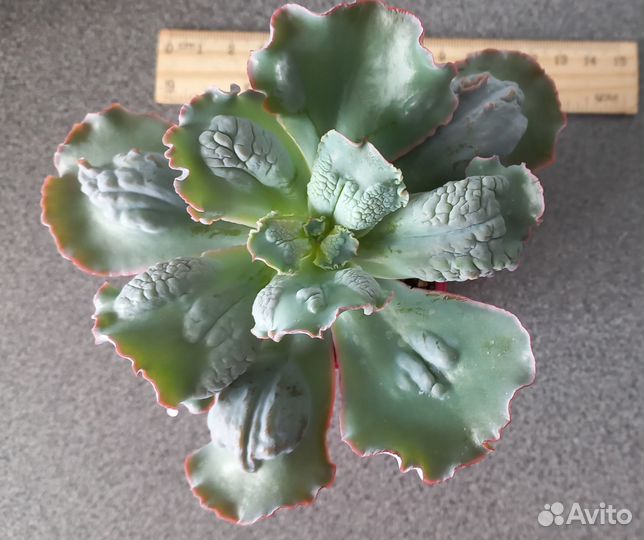 Эхеверия Лингуас