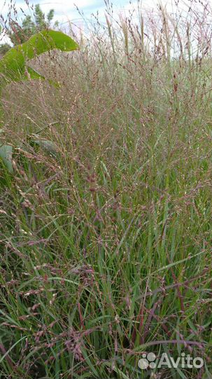 Декоративные злаки