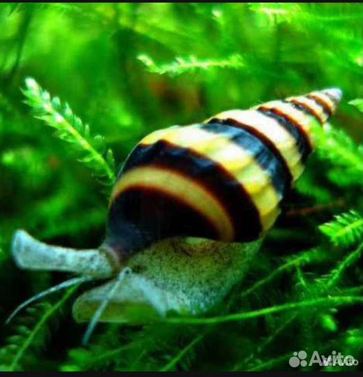 Улитка Хелена