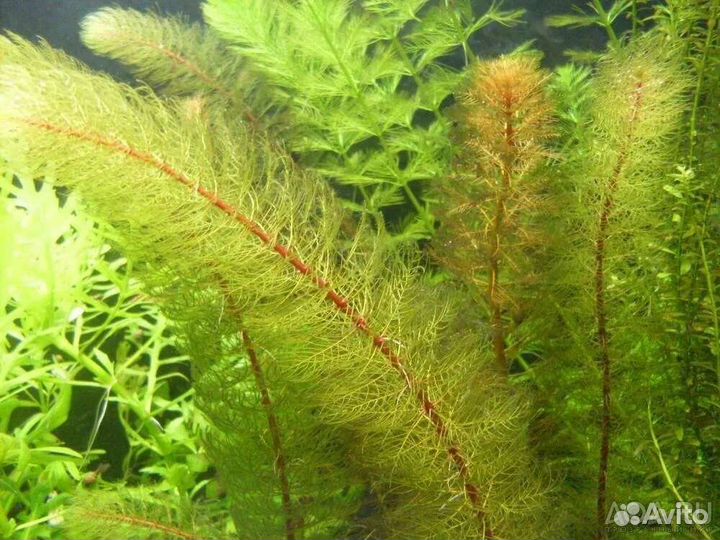 Перистолистник кубинский Аквариумные растения