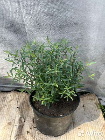 Кустарники: ива Нана, пузыреплодник Д'орл