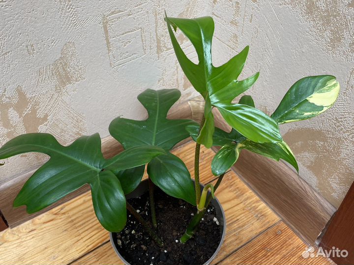 Филодендрон маска вариегатная