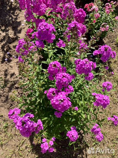 Флоксы саженцы