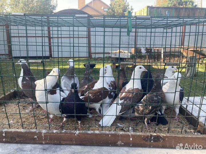 Голуби для души