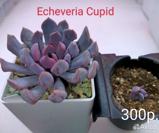 Суккуленты 2