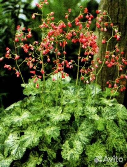 Гейхера Геркулес