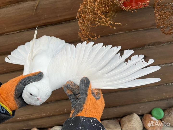 Николаевские голуби