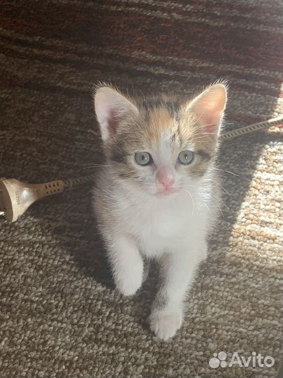 Котятки в добрые руки