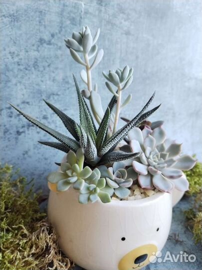 Флорариум Мишка из суккулентов