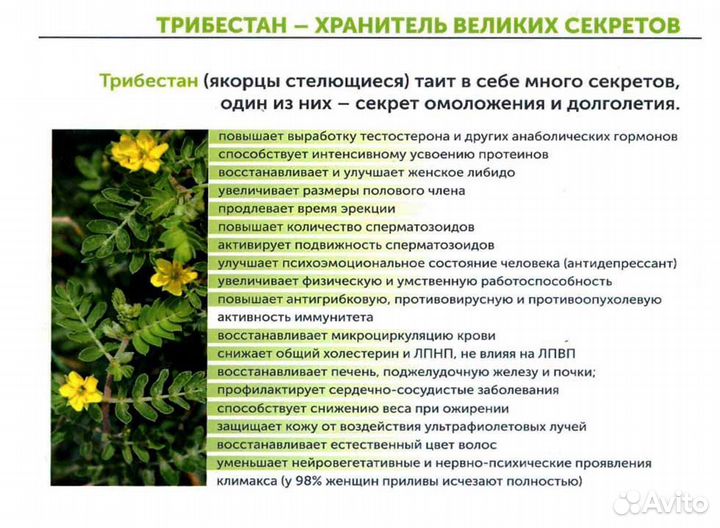 Якорцы Вытяжка Трибулус